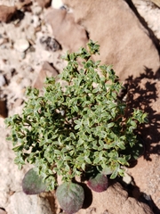 Chorizanthe corrugata