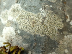 Arthonia radiata