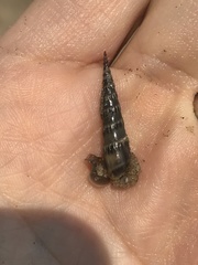 Terebridae