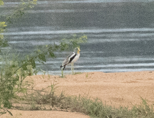 iNaturalist image