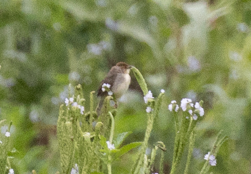 Chattering Cisticola (Cisticola anonymus), photo 10