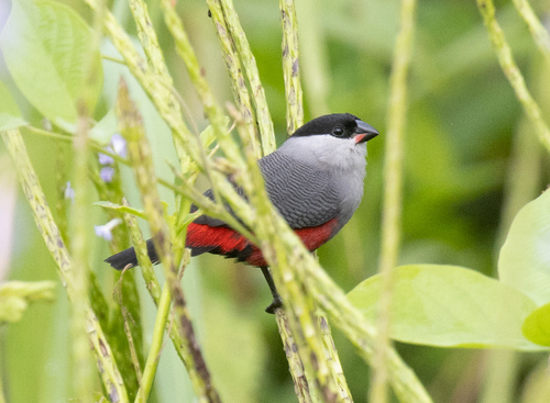 Black-headed Waxbill (Estrilda atricapilla), photo 3
