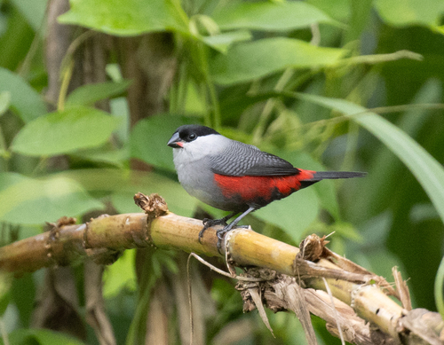 Black-headed Waxbill (Estrilda atricapilla), photo 4