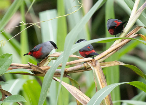 Black-headed Waxbill (Estrilda atricapilla), photo 2