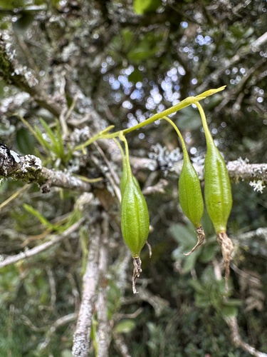 Hofmeisterella eumicroscopica