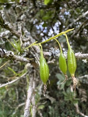 Hofmeisterella eumicroscopica