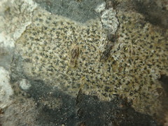 Arthonia radiata