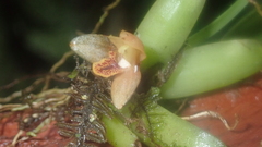 Maxillaria acutifolia