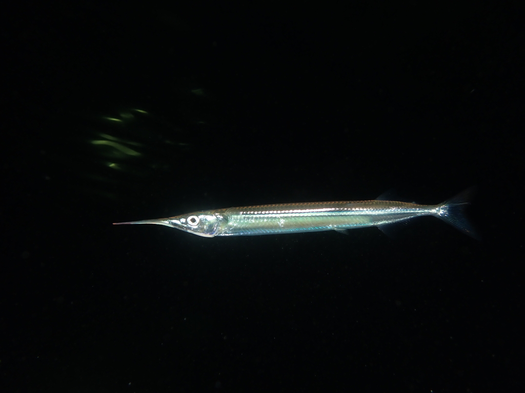 Dusky garfish (Hyporhamphus melanochir) — Hemiramphidae