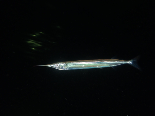 Dusky garfish (Hyporhamphus melanochir) — Hemiramphidae