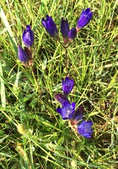 Gentiana olivieri