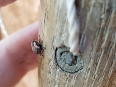 Ophiderma flavicephala