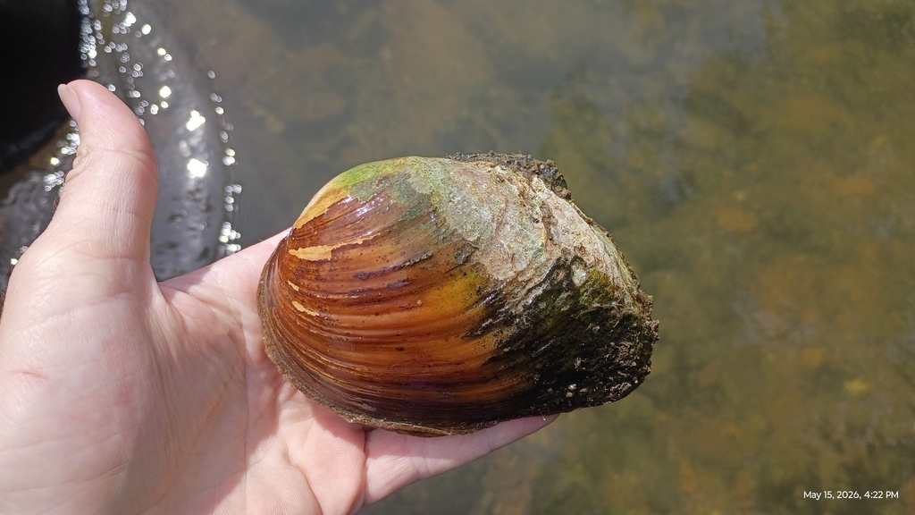 Upper Mucket Mucket from Clinchport, VA 24244, USA on May 15, 2026 at 04:22 PM by ...
