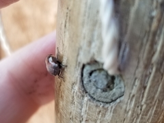 Ophiderma flavicephala