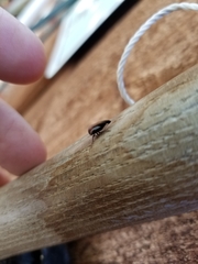 Ophiderma flavicephala