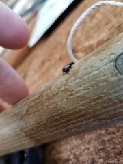 Ophiderma flavicephala