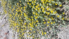 Acmispon argophyllus argophyllus