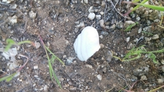 Sonorelix borregoensis