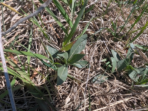 Stiff sunflower