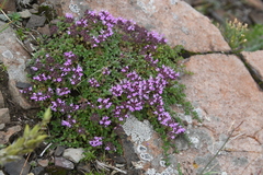 Thymus putoranicus
