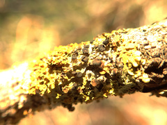 Xanthoriicola physciae