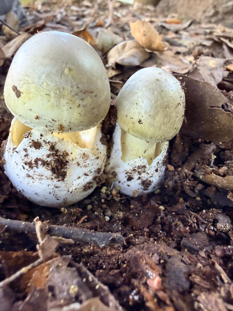 Deathcap · May 2026 · photo: Photo: (c) Jane Weeden, some rights reserved (CC BY) · iNaturalist