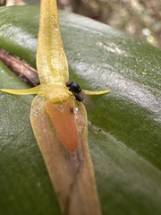 Pleurothallis microcardia, photograph (c) Nicolás Baresch Uribe, some rights reserved (CC BY)