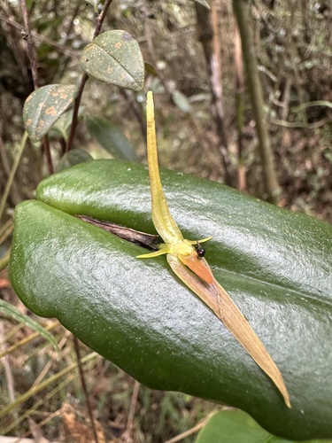 Pleurothallis microcardia, photograph 5