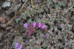 Thymus putoranicus
