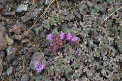Thymus putoranicus