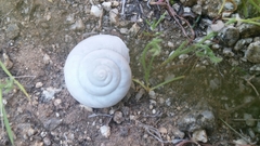 Sonorelix borregoensis