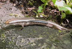 Ablepharus himalayanus