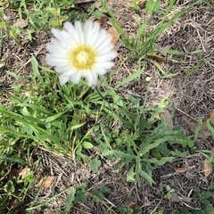 Malacothrix coulteri