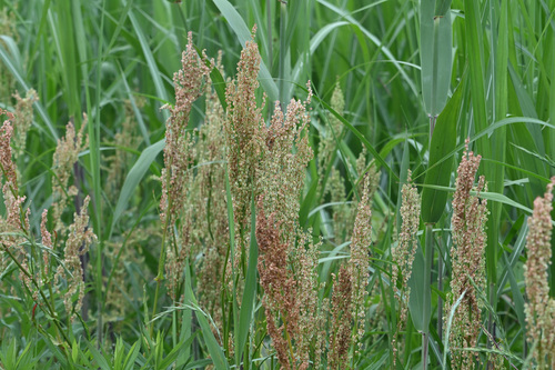 Common Sorrel