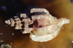 Scabrotrophon stuarti