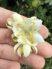 Thalictrum tuberosum, photograph (c) Cenaida, some rights reserved (CC BY)