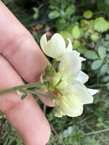 Thalictrum tuberosum, photograph 5