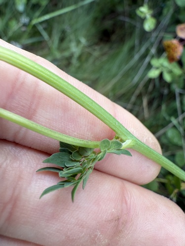 Thalictrum tuberosum, photograph 6