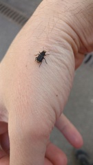 Platyrhinus resinosus
