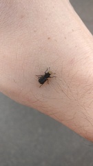 Platyrhinus resinosus