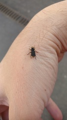 Platyrhinus resinosus