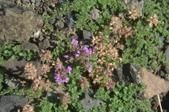 Thymus putoranicus