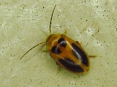 Sacodes pulchella