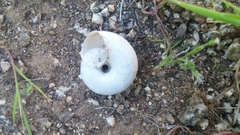 Sonorelix borregoensis