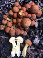 Gymnopilus