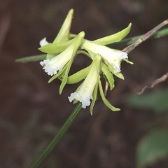 Dendrobium bowmanii, photograph (c) Greg Tasney, some rights reserved (CC BY-SA)