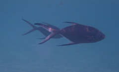 Trachinotus baillonii