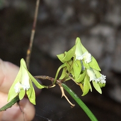 Dendrobium bowmanii, photograph (c) Greg Tasney, some rights reserved (CC BY-SA)