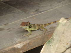 Anolis fraseri