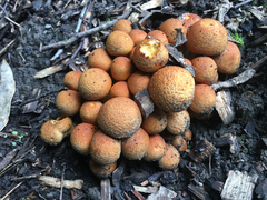 Gymnopilus